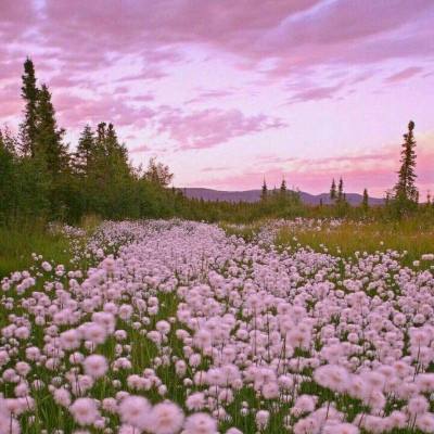 官方盈彩app下载